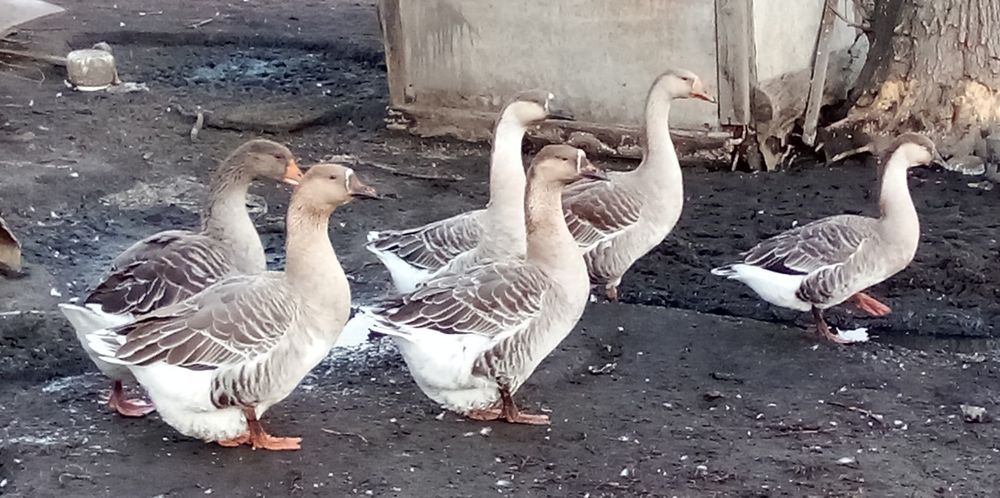 Продам гусей домашние серой породы