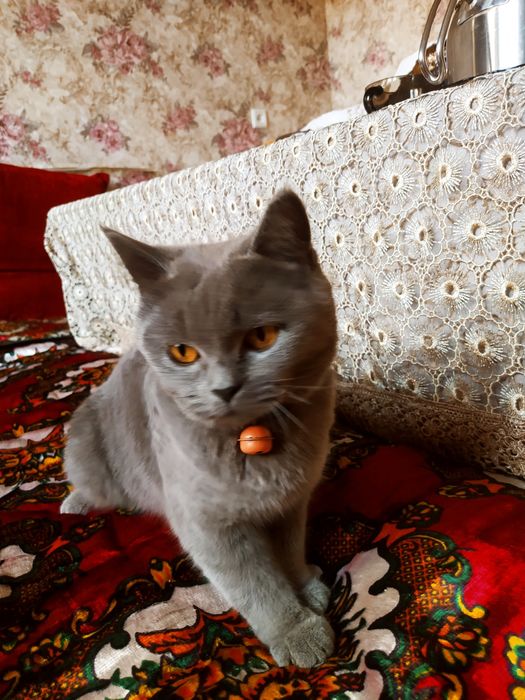 Британская, чистокровная кошка (зоттор)