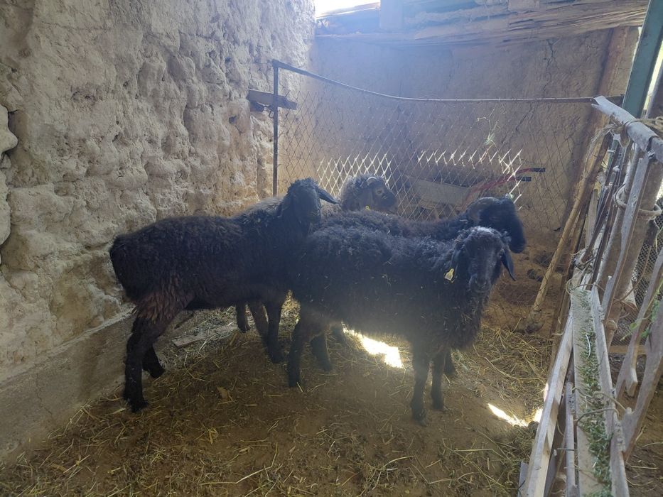 80 м нан 4. Тоқты. Сатылады.