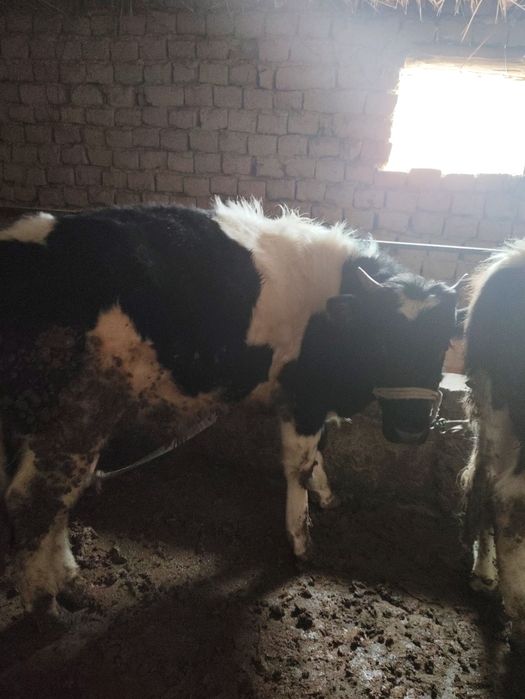 Бұқалар сатылады