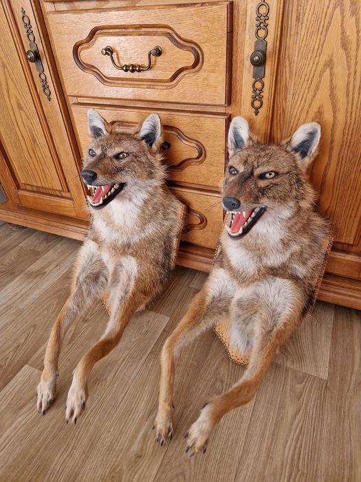 Препариран чакал