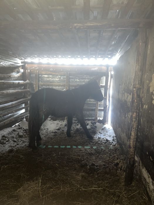 Тай, жеребец на откорме находится не далеко от города.