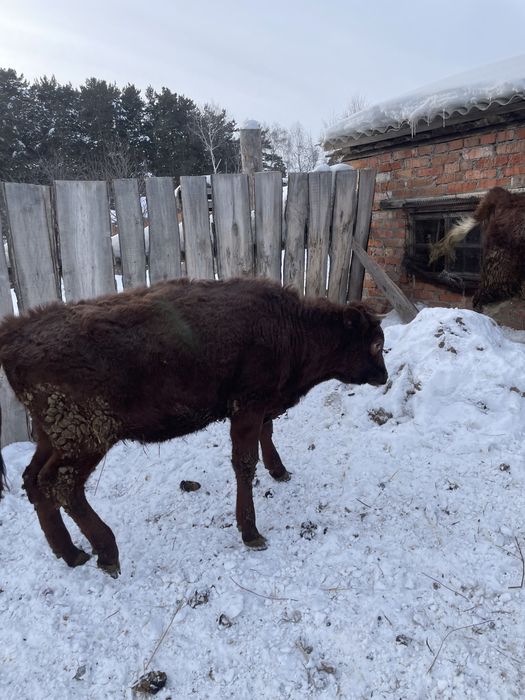 Продам телок звонит