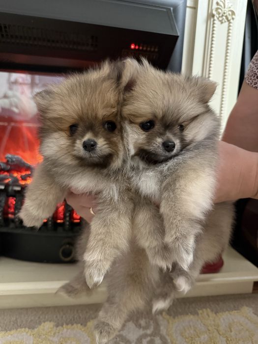 Щенки Немецкого Шпица