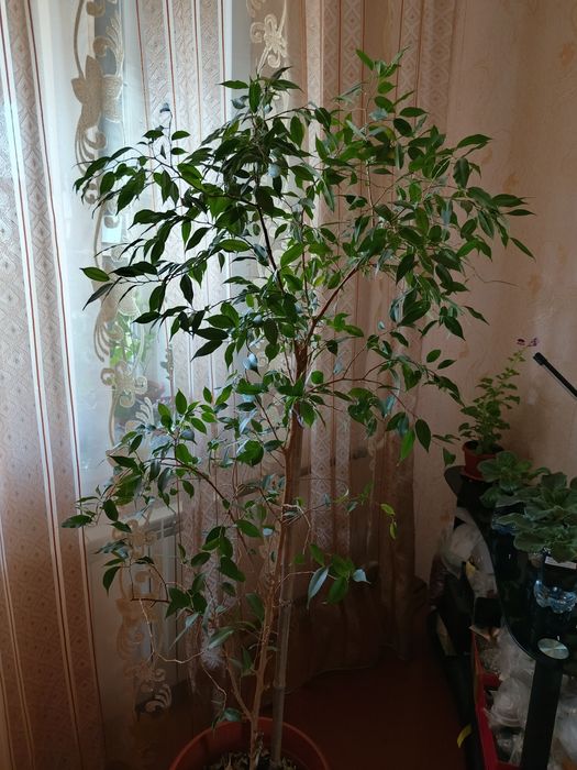 Продам Фикус Бенджамина вместе с горшком