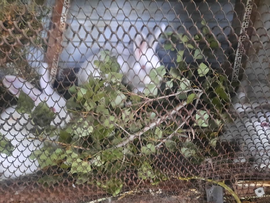 Кролики белый панон