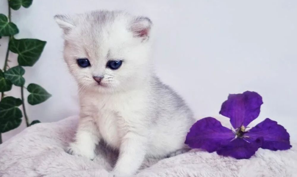 Шиншиллы Британские серебро