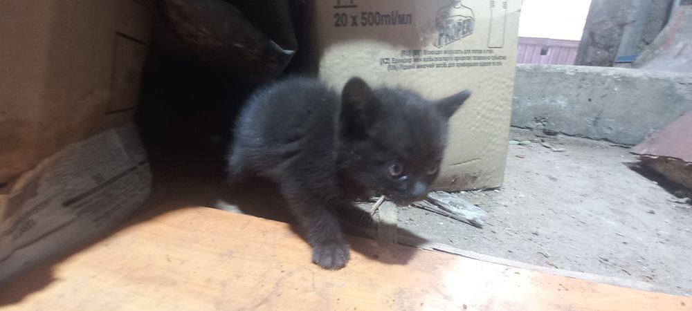 Отдам котят в самые добрые руки !