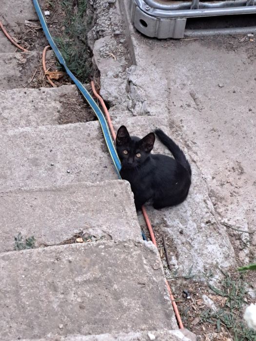 Dau spre adopție pisicuțe