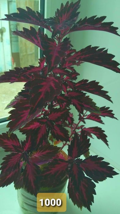 Фиалки на продажу