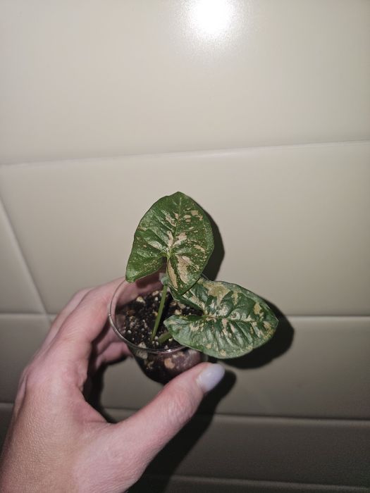 Сингониумы разные