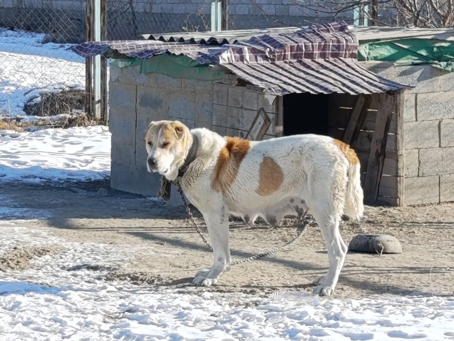 Төбет ит сатылады