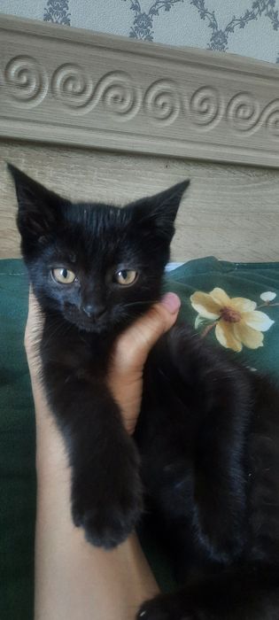 Котёнок мальчик даром