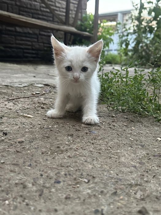 котенок в добрые руки