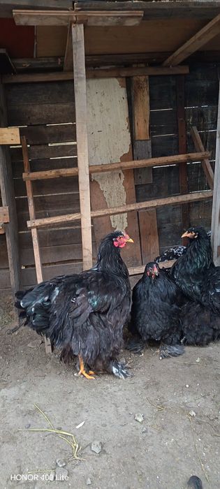 Ouă de cochinchina uriaș