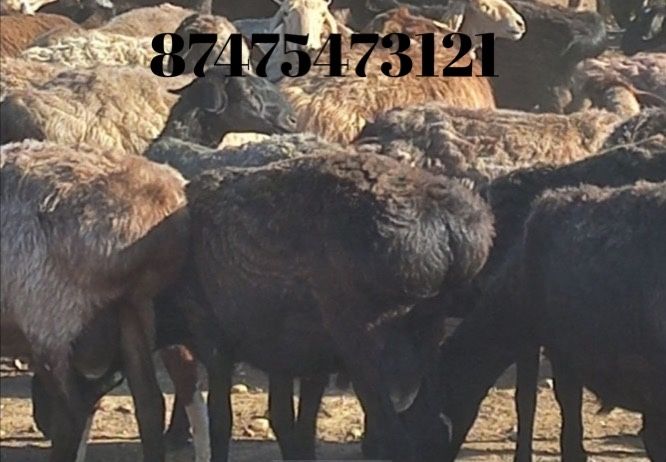 Жирные бараны на Курбан Байрам