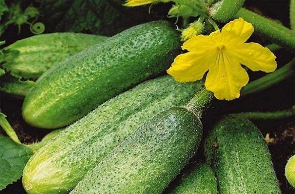 Удобрение для огорода