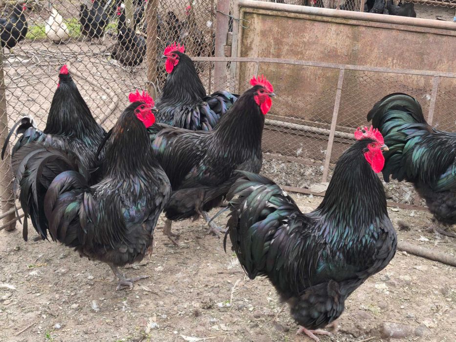 Продавам качествени и здрави домашно отгледани птици