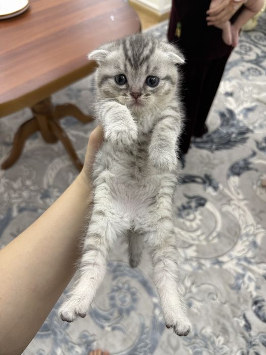 Продается кошка Шотланская веслоухая