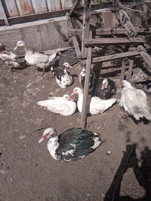 Индоутки- шипунов.