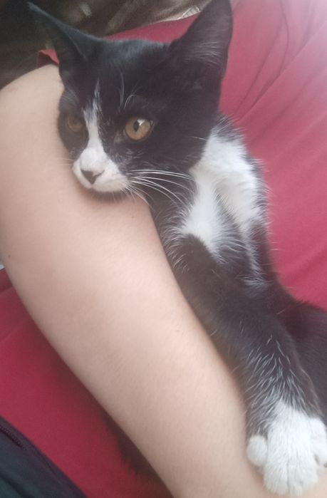 Чёрно белый котёнок
