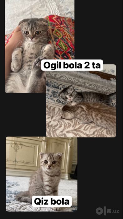 Котята породы Scottish Fold