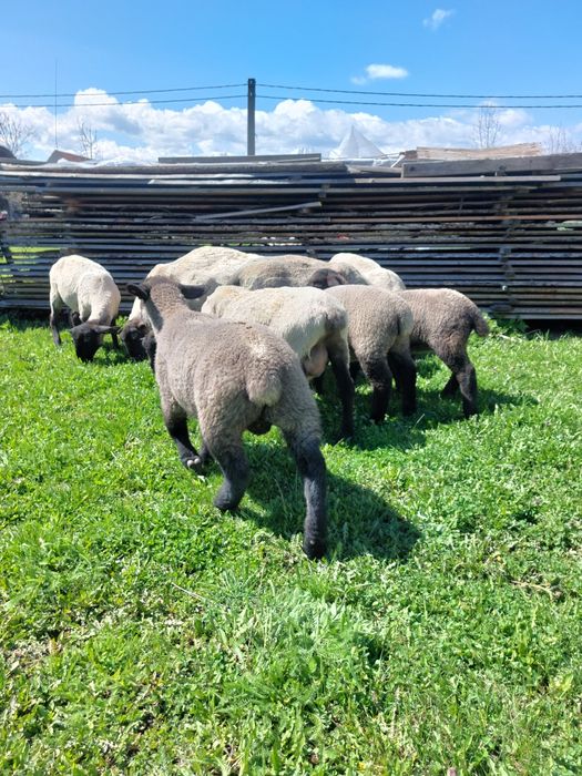 Suffolk berbecut miel