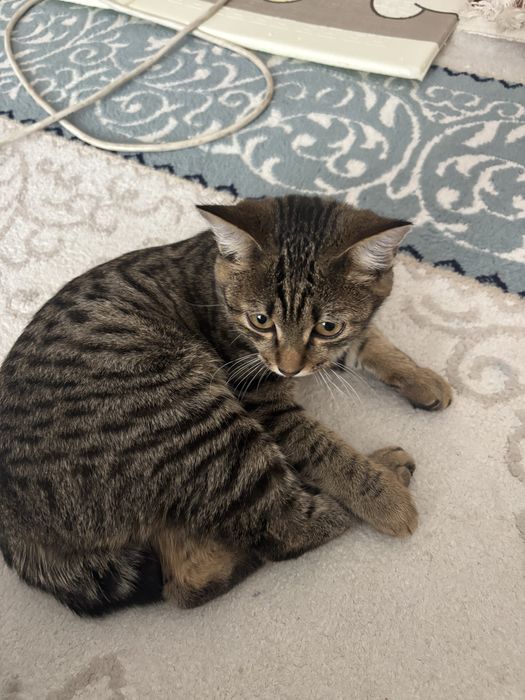 Отдам 2 котенка