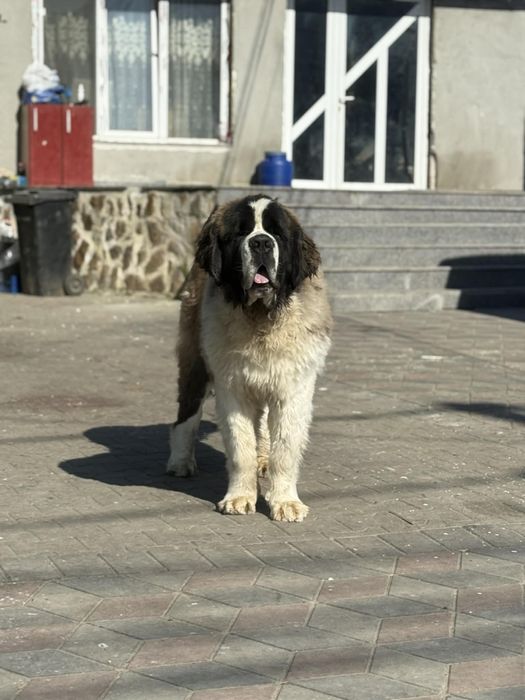 Saint bernard pentru monta