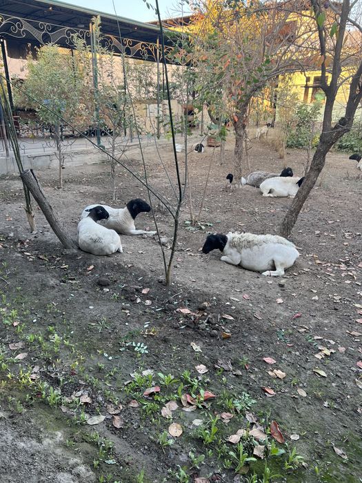 Дорпер куй сотилади