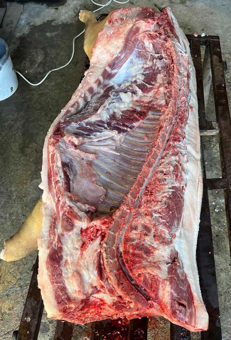 Продавам прасета източнобалканска порода