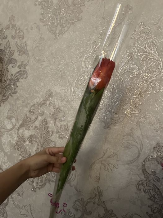 Тюльпаны Караганда