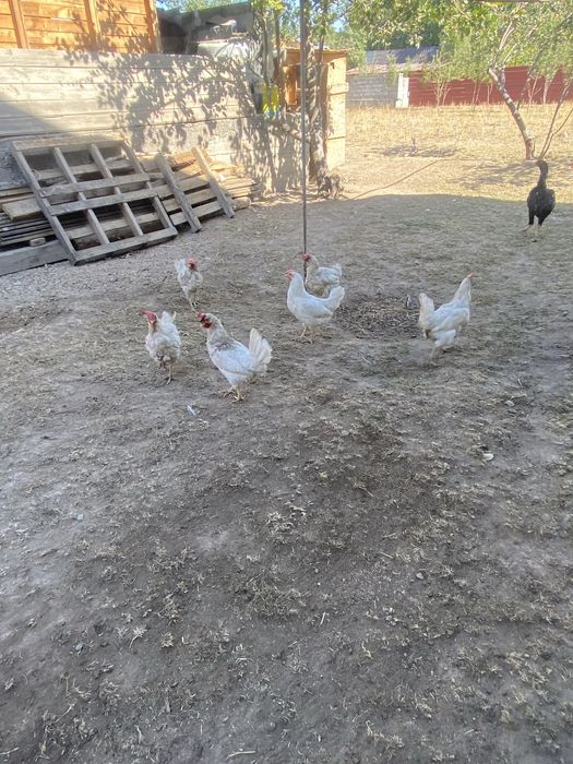 Продам домашних курочек!
