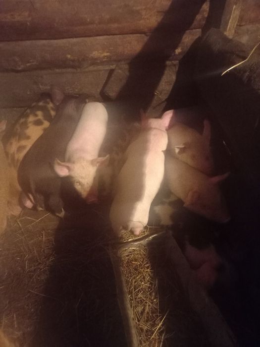 Продам поросят ,1 месяц