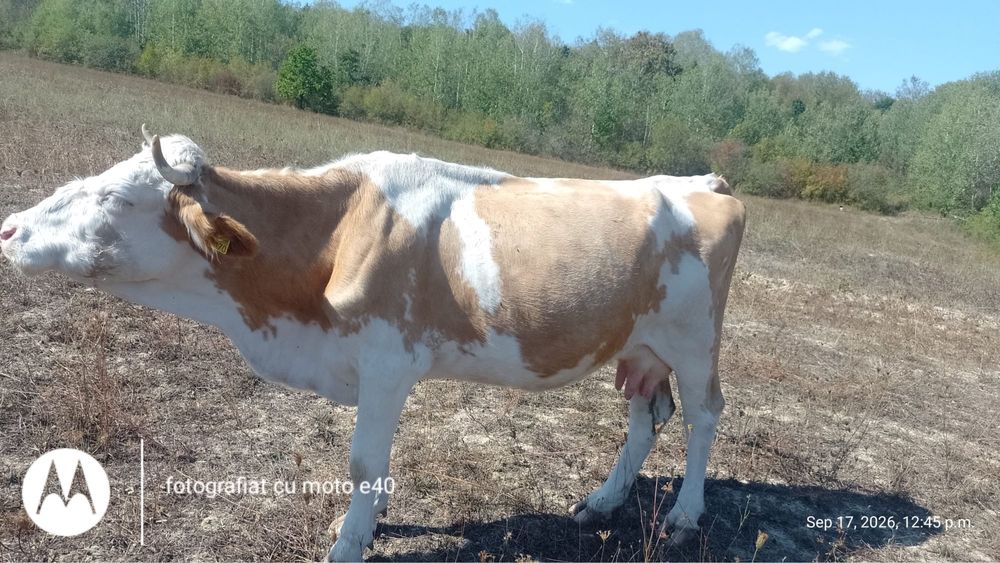 Vand vaca baltata