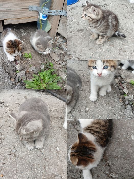 Отдам котят в добрые руки