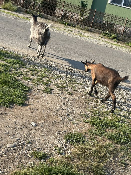 De vanzare capre cu ied