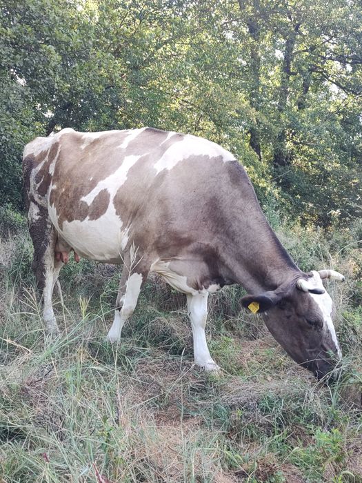 Vănd vaci Holstein cu 8250 lei