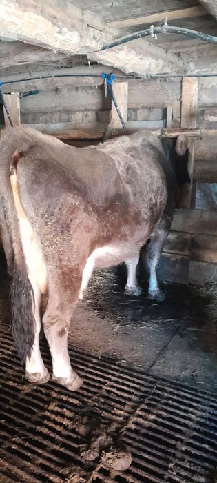 Vând vaca bruna de mm