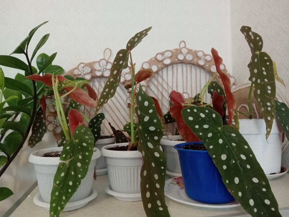 Красивые и Уютные Цветы в Ваш Дом