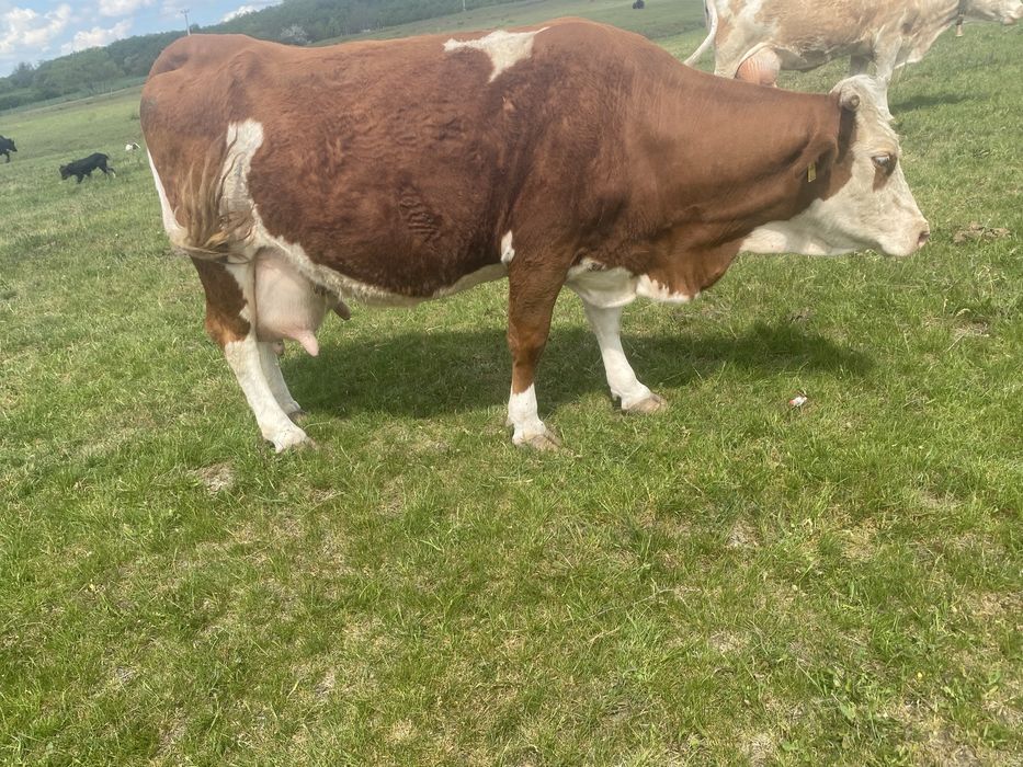 Vaca baltata romaneasca