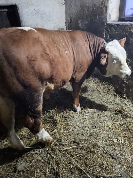 Vînd tăuraș de 400 kg ân județul Sibiu comuna Șeica Mare .