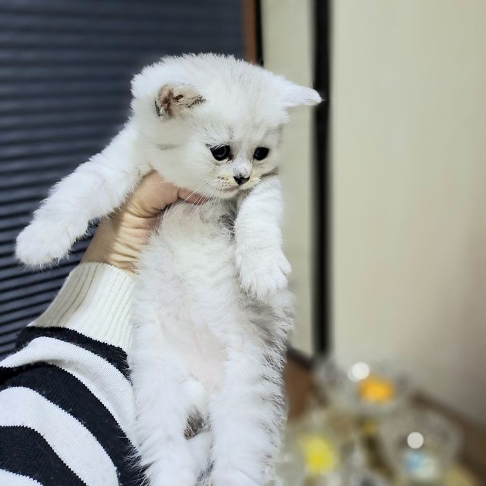 Продается котята