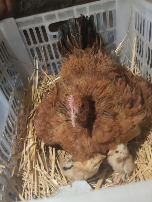 Продам и двух куриц карликовых