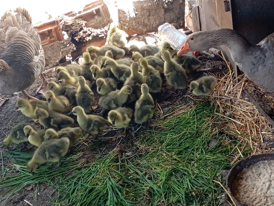 Излишни гьсета излюпени на 22 март