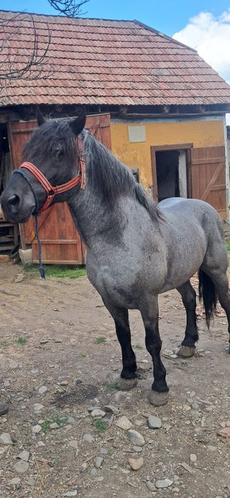 Armăsar de 5 ani de vânzare