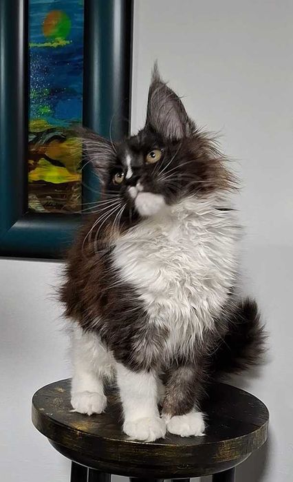 Felisa  WCF-rasa Maine Coon-Pedigree-Timisoara
