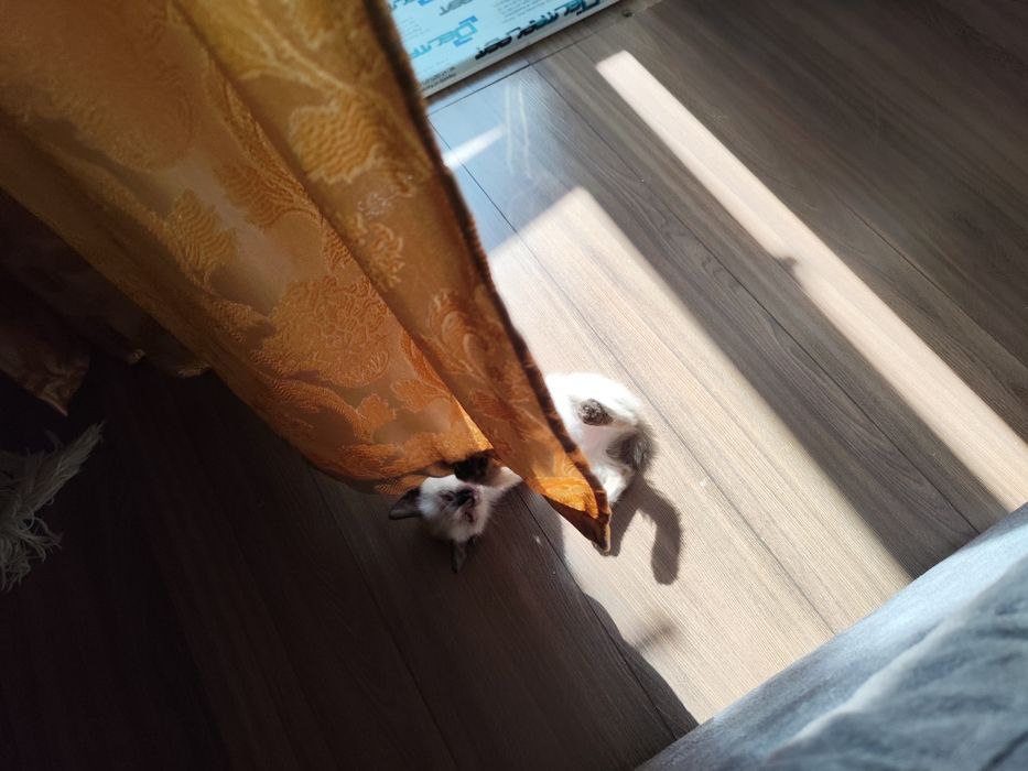 Котята от мышеловки