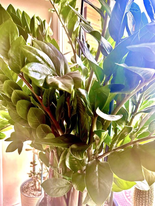 Долларовое дерево, Замиокулькас