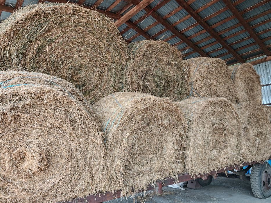 Baloți rotunzi lucerna